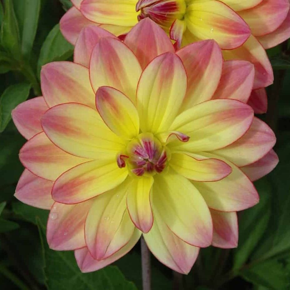 Dahlia 'Pacific Ocean'