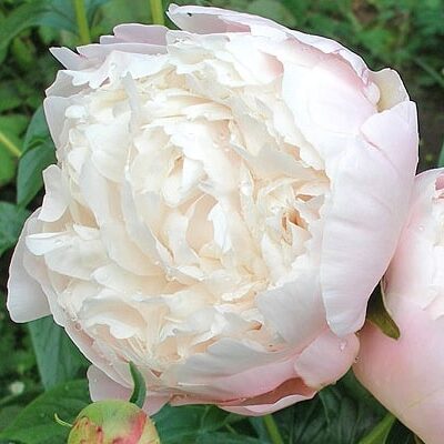 Pæon lactiflora 'Mary E. Nicolls'