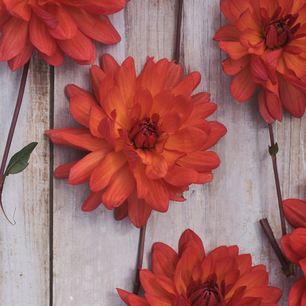 Dahlia 'Parc Florale De Paris'
