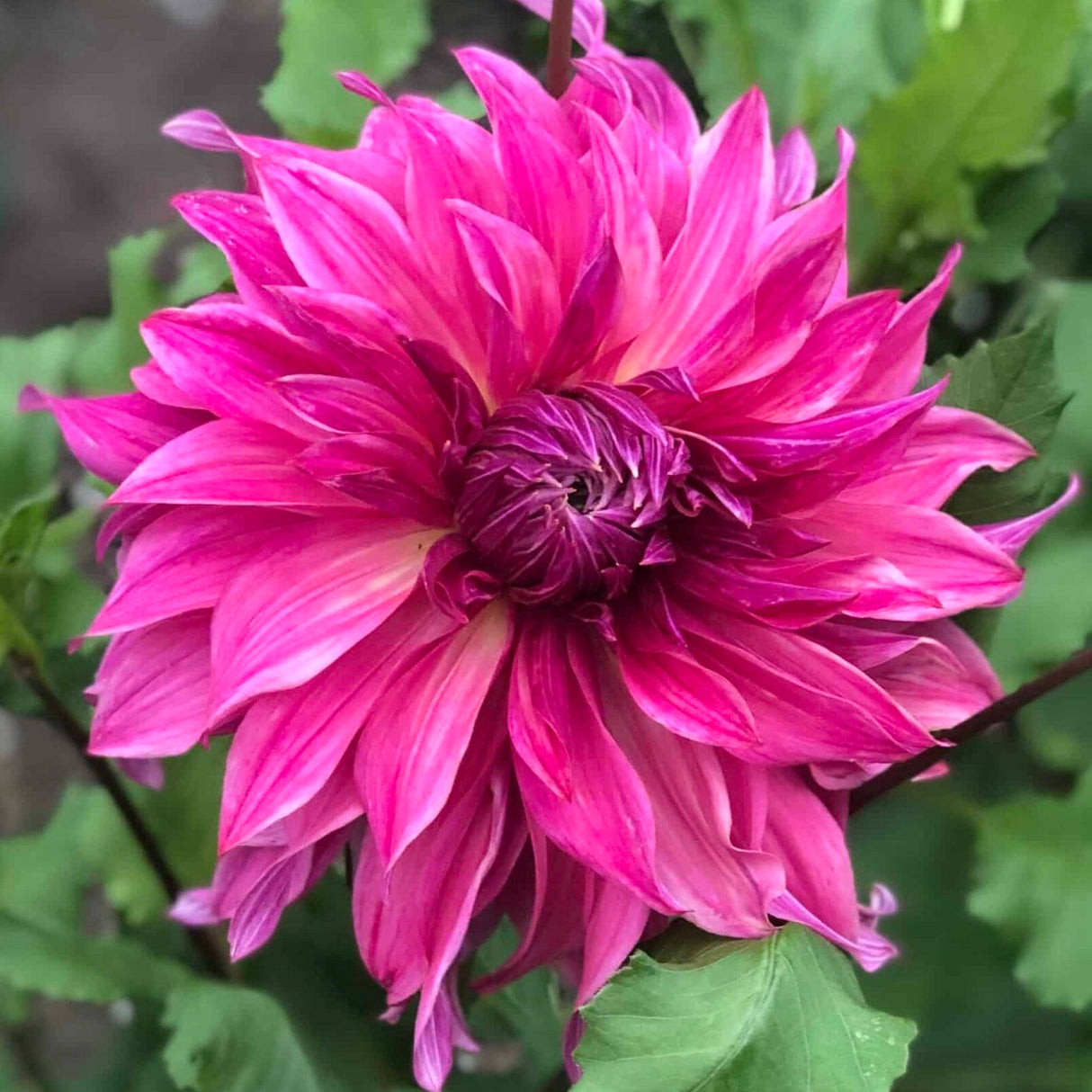 Dahlia 'Penhill Dark Monarch'