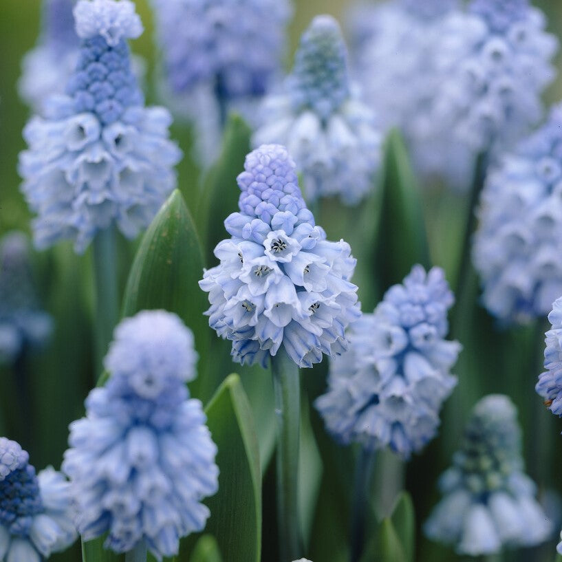 Perlehyacinter/Muscari azureum