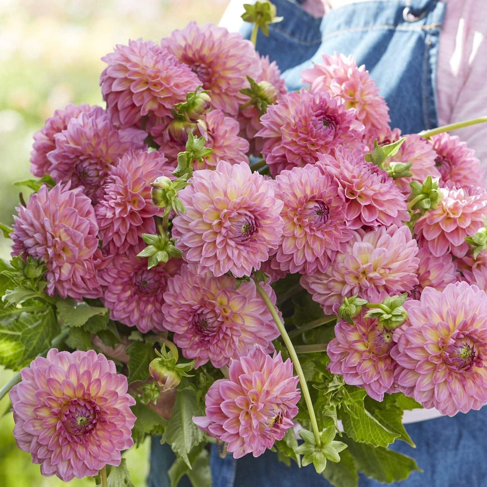 Dahlia 'Pink Suffusion'