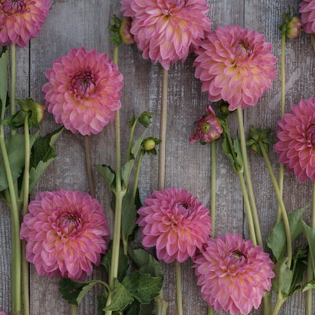 Dahlia 'Pink Suffusion'