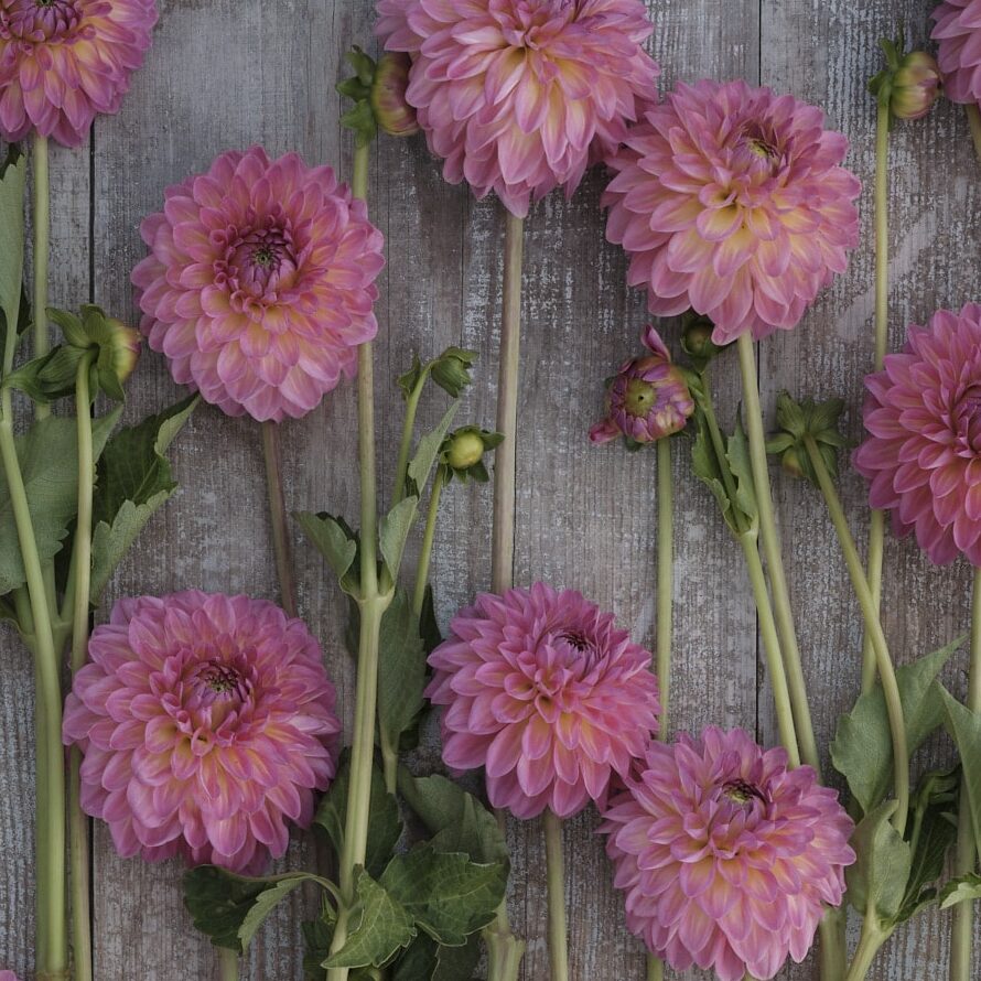 Dahlia 'Pink Suffusion'