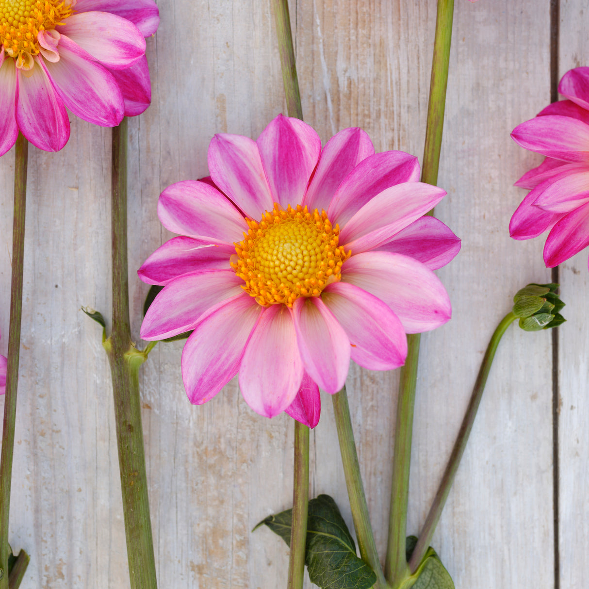 Dahlia 'Pink Emperor'