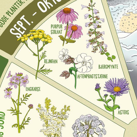 Insektvenlige planter' plakat
