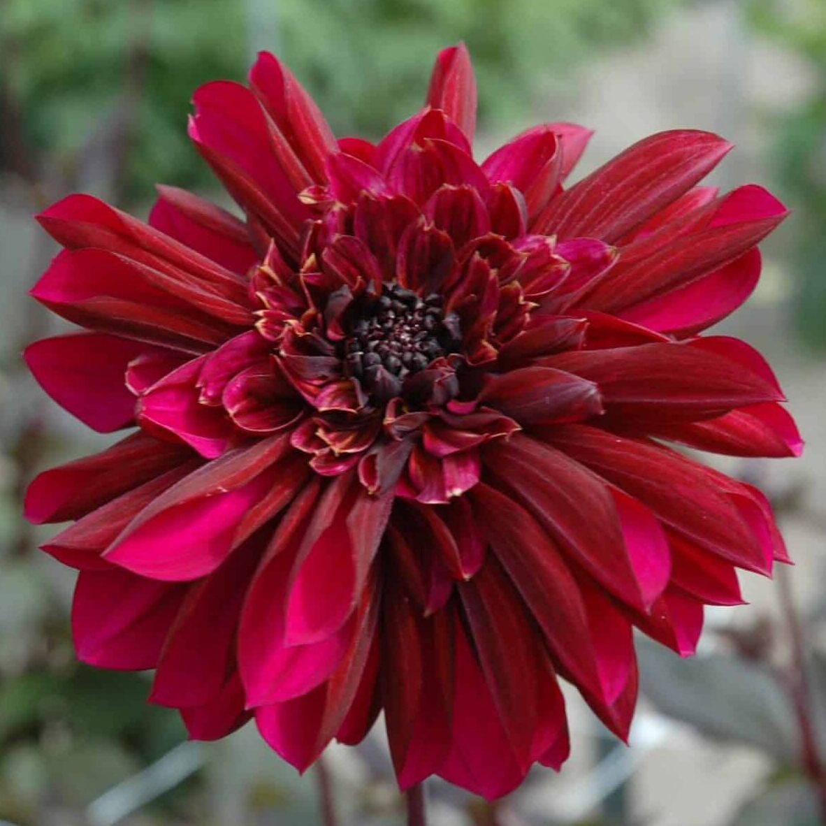 Dahlia 'Purple Haze'