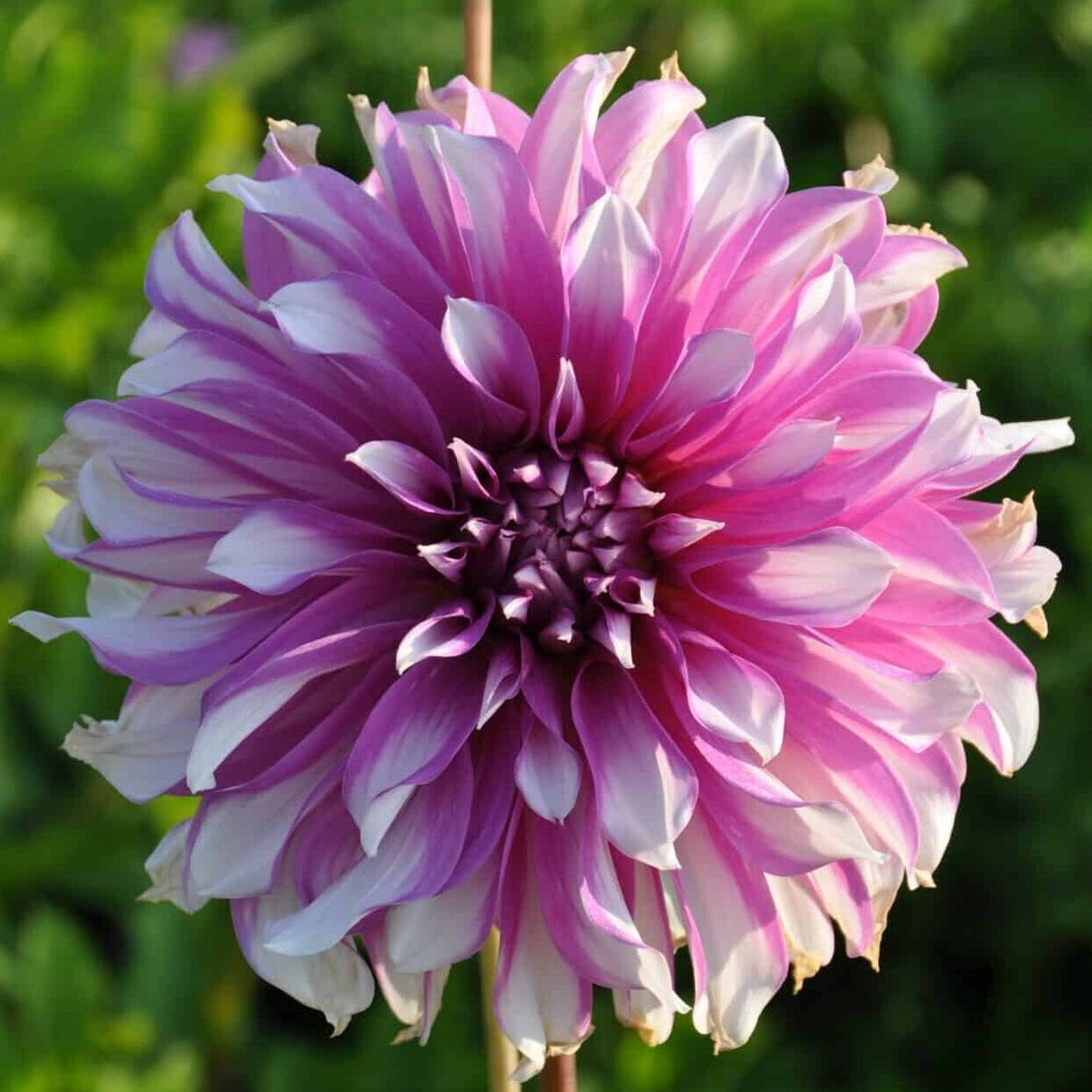 Dahlia 'Radegast'