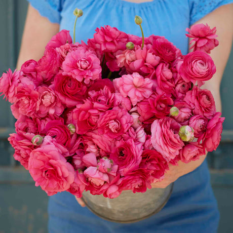 Ranunkel Amandine 'Bonbon' Eksklusive %%sitename%%