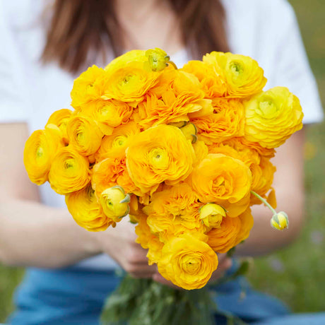 Ranunkel Amandine 'Gold Eksklusive %%sitename%%