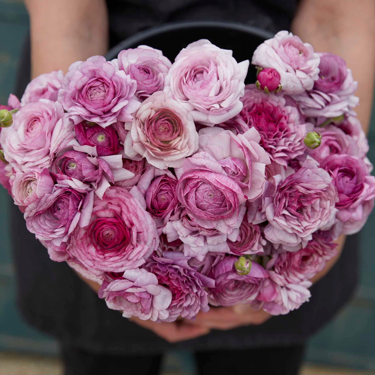 Ranunkel Amandine 'Purple Jean' Eksklusive %%sitename%%