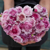 Ranunkel Amandine 'Purple Jean' Eksklusive %%sitename%%