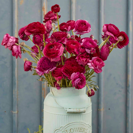 Ranunkel Amandine 'Violet' Eksklusive %%sitename%%