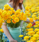 Ranunkel Amandine 'Yellow Picotee' Eksklusive %%sitename%%