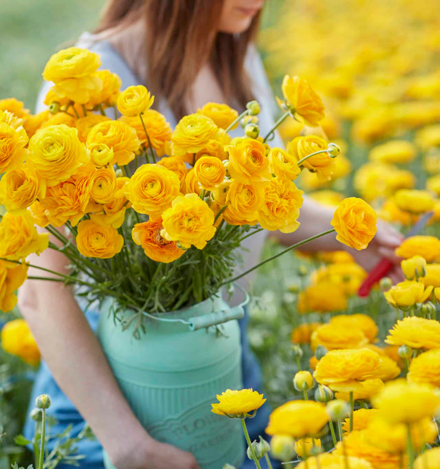 Ranunkel Amandine 'Yellow Picotee' Eksklusive %%sitename%%