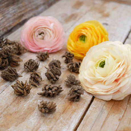 Ranunkel Amandine 'Gold' Eksklusive