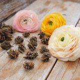 Ranunkel Amandine 'Pastel Lemon' Eksklusive