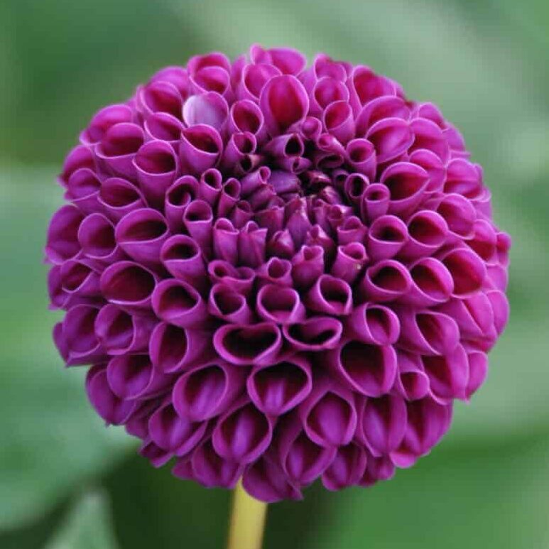 Dahlia 'Rocco'