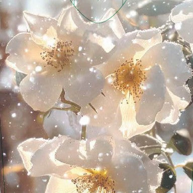 Rose 'Lykkefund'© Nordic Garden Beauties'©