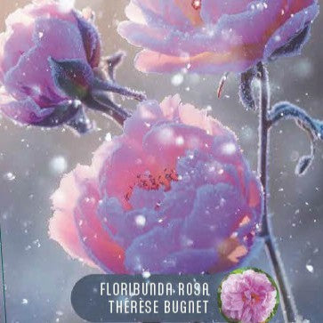 Rose 'Thérése Bugnet'© Nordic Garden Beauties'©