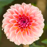 Dahlia 'Sebastian'