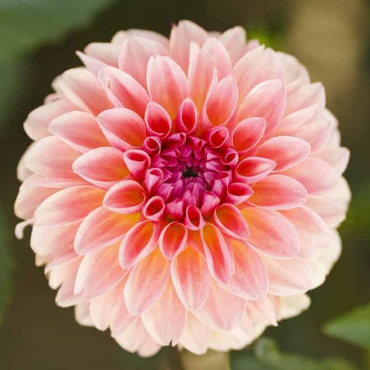 Dahlia 'Sebastian'