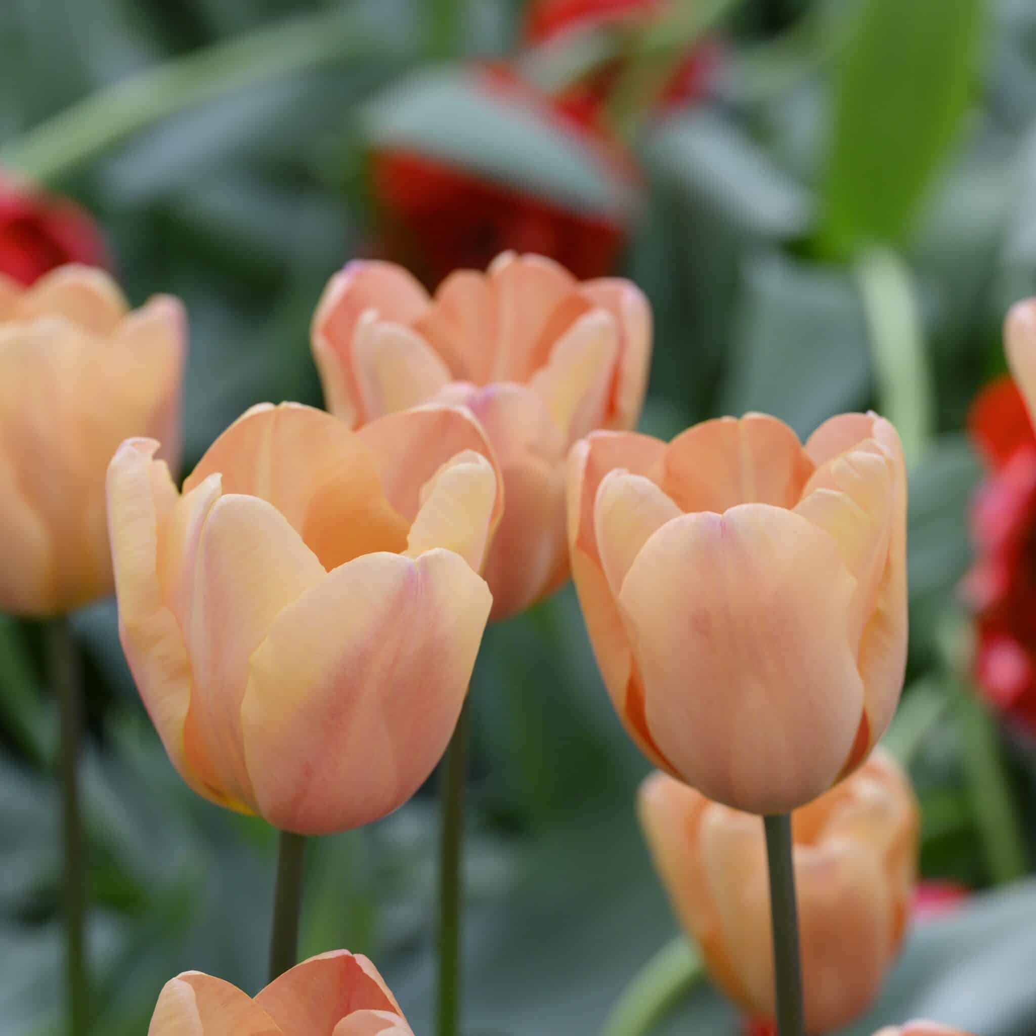Tulipan 'Apricot Foxx'