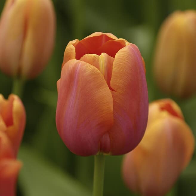 Tulipan 'Avignon'