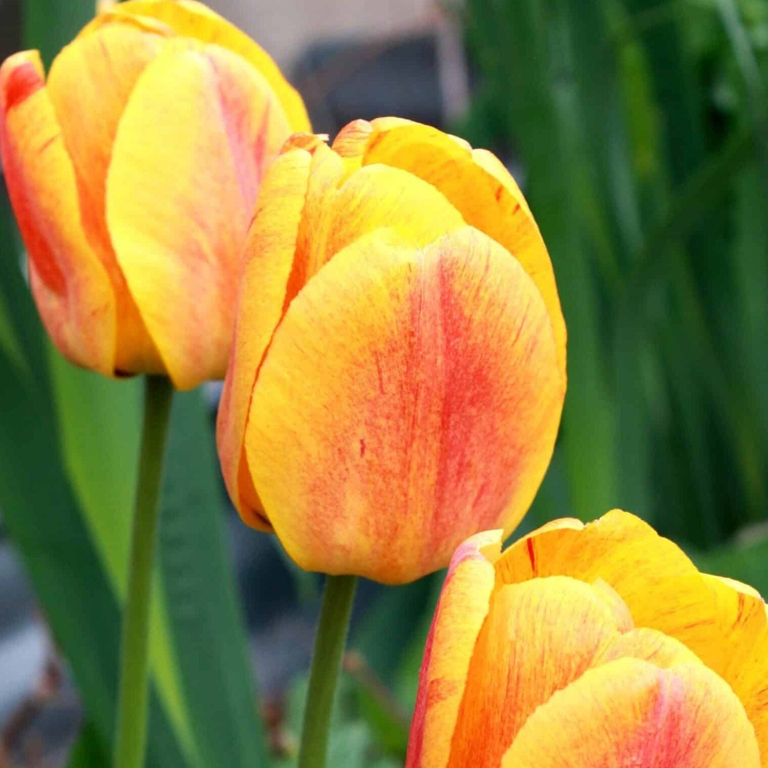 Tulipan 'Beauty of Apeldoorn'
