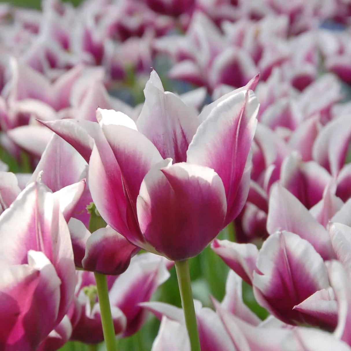 Tulipan 'Claudia'
