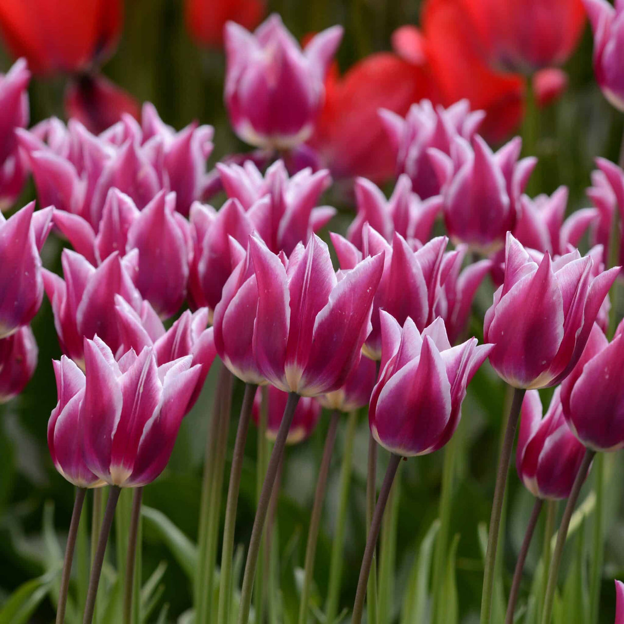 Tulipan 'Claudia'