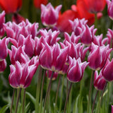 Tulipan 'Claudia'
