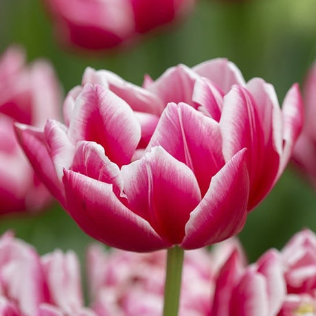 Tulipan 'Columbus'