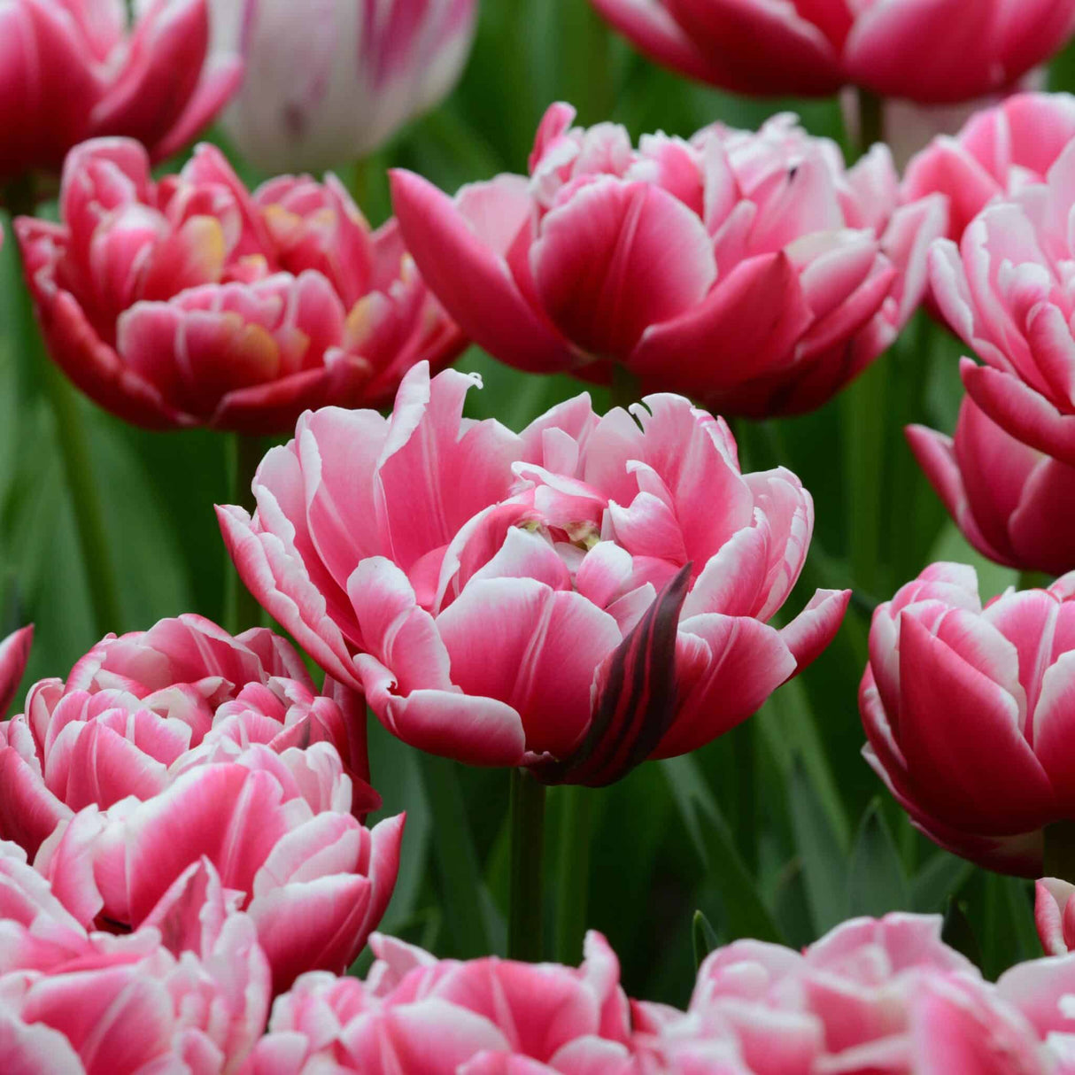 Tulipan 'Columbus'