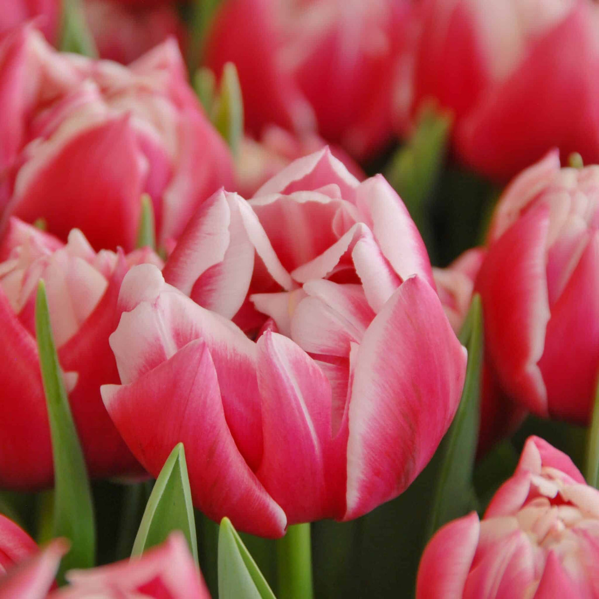 Tulipan 'Columbus'