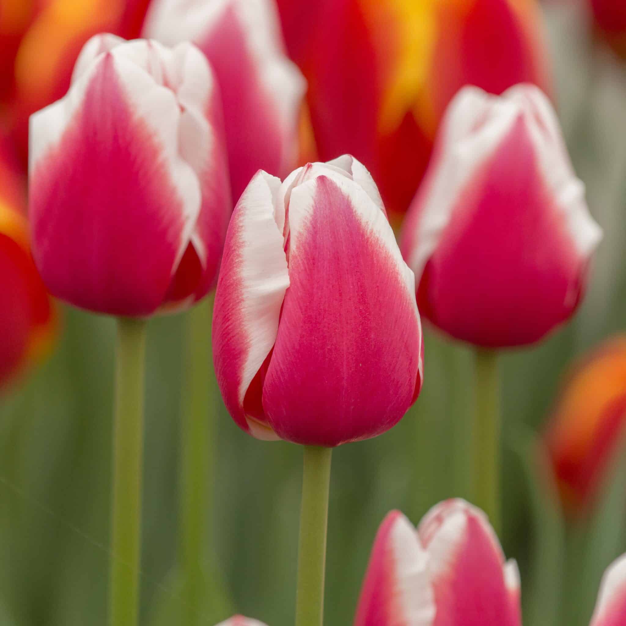 Tulipan 'Dutch Design'
