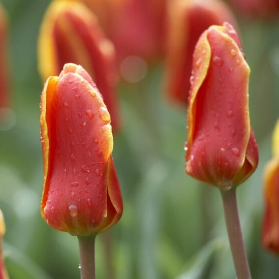 Tulipan 'Early Harvest'