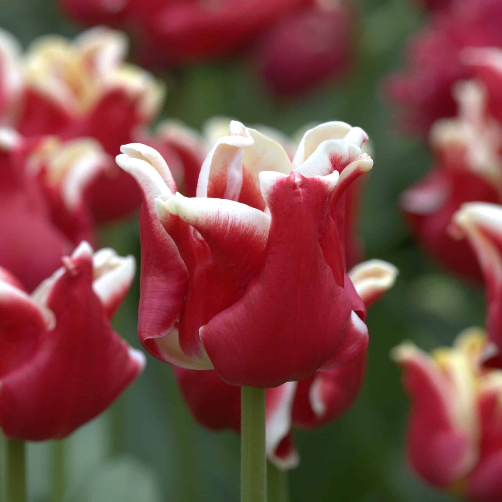 Tulipan 'Elegant Crown'