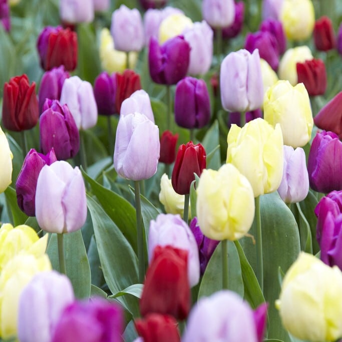 Tulipan 'Enkel tidlig blomstrende Mix'
