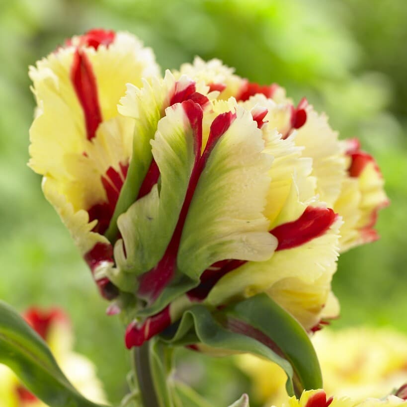 Tulipan 'Flaming Parrot'