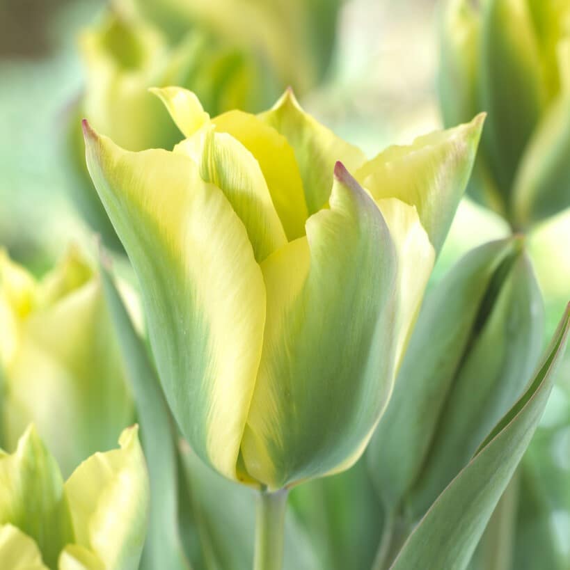 Tulipan 'Formosa'