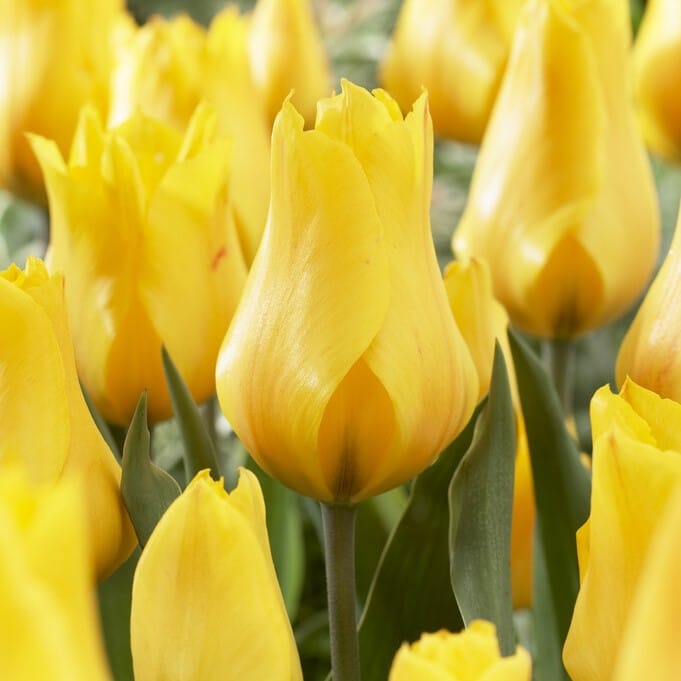 Tulipan 'Gold West'