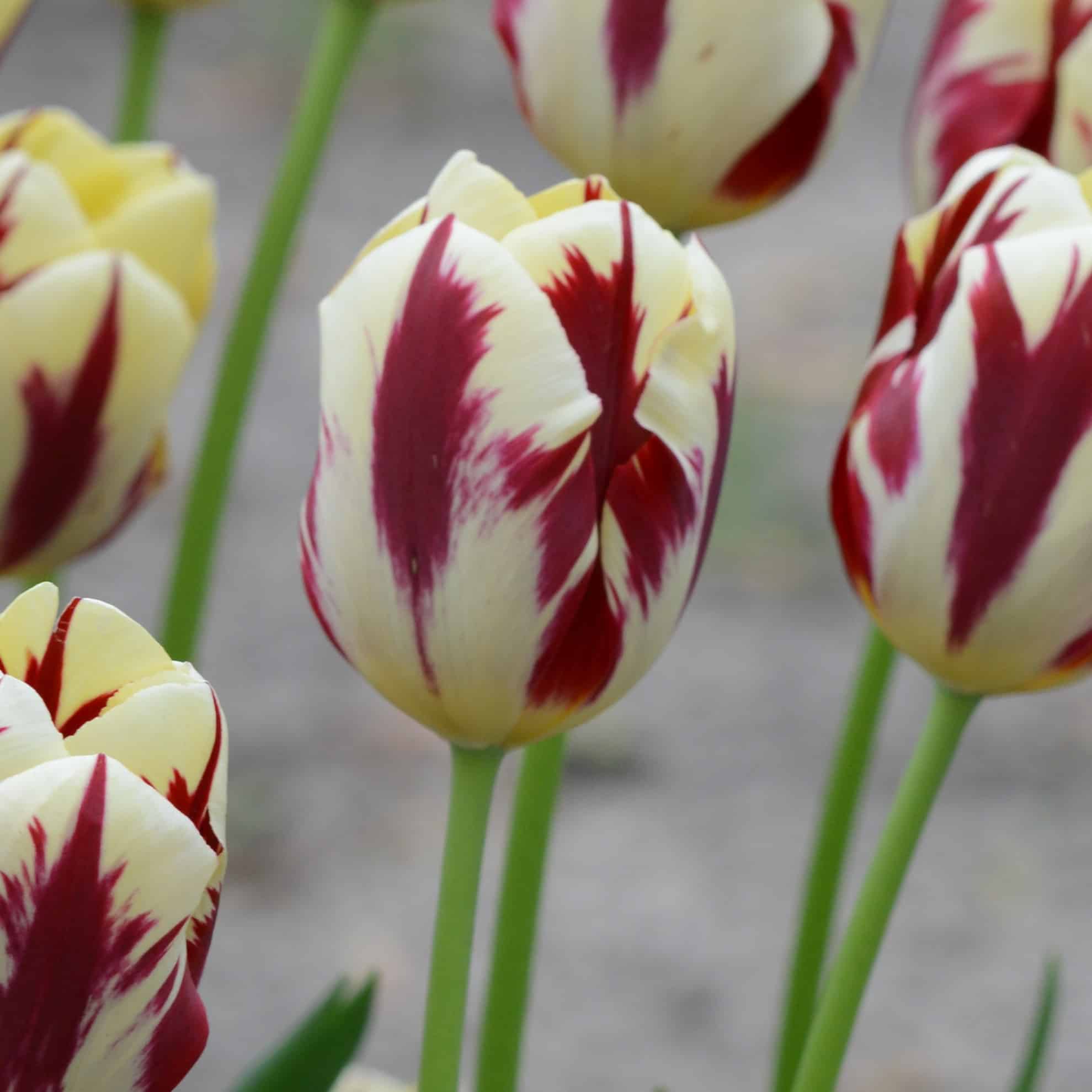 Tulipan 'Grand Perfection'