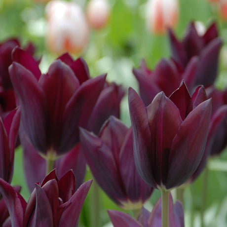 Tulipan 'Havran'