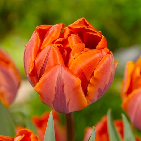 Tulipan 'Hermitage Double'