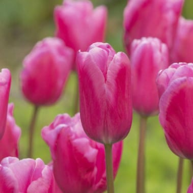 Tulipan 'Jumbo Pink'