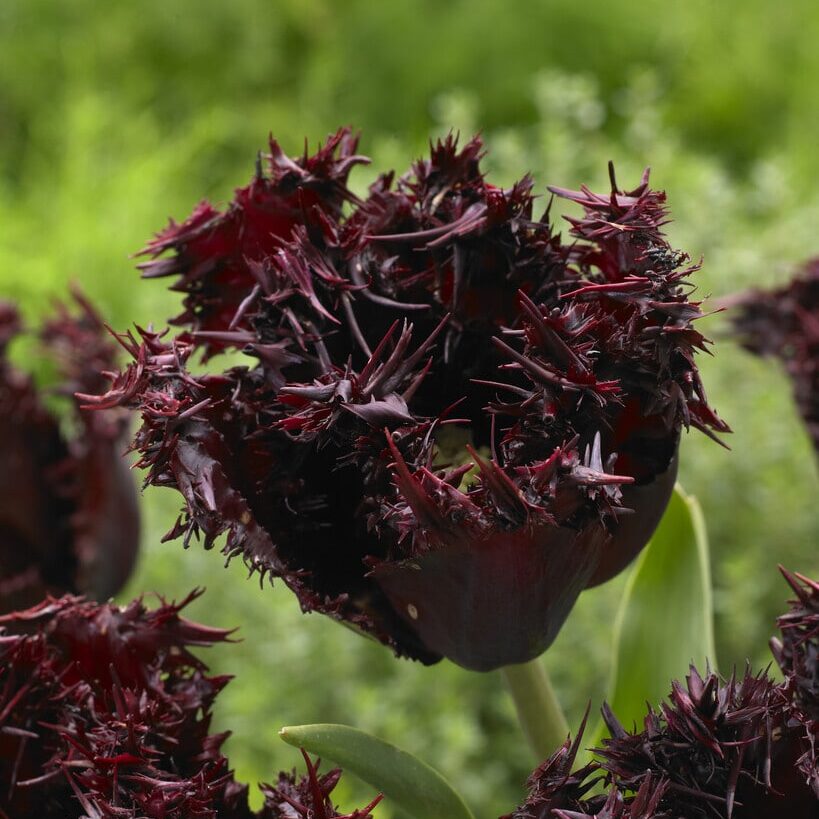 Tulipan 'Labrador'