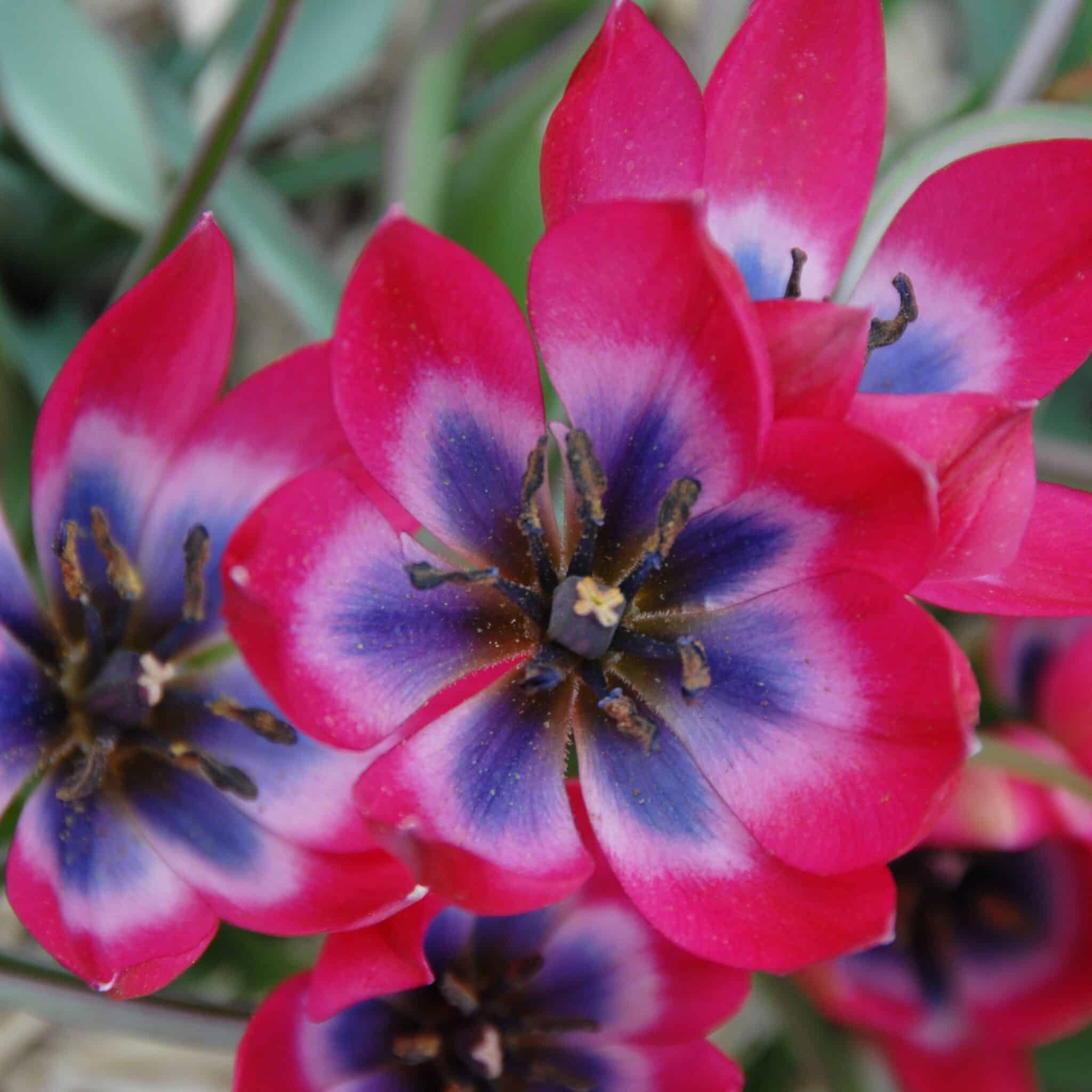 Tulipan pulchella 'Little Beauty'