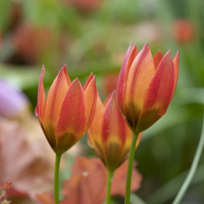 Tulipan 'Little Princess'