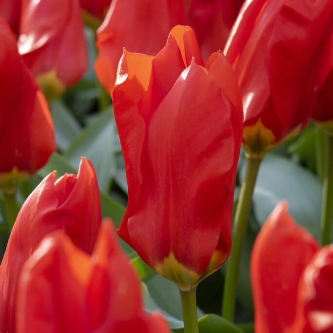 Tulipan 'Madame Lefeber'